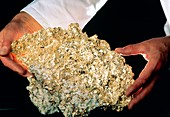 Hands holding rock containing native gold