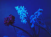 Flowers under blue light
