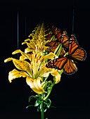 Infinite regression: butterfly on orchid