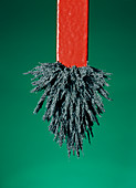 Iron filings with a magnet