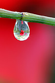 Water droplets