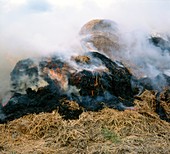 Burning silage heap