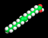 Elaidic acid,computer model
