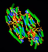 Molecule of phospho- fructokinase enzyme