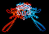 Seryl tRNA synthetase molecule