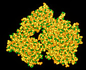 Viral enzyme neuraminidase