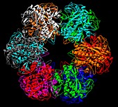 Glutamine synthetase enzyme