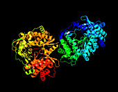 Hepatitis C virus enzyme,molecular model