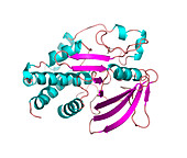 Protein tyrosine phosphatase molecule
