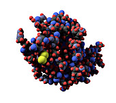 Lysozyme molecule,computer artwork