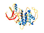 Cyclin-depenent kinase 5 molecule
