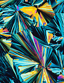 Hippuric acid crystals