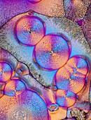 Arginine crystals,light micrograph