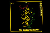 Molecule of pancreatic polypeptide