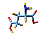Glutamic acid,molecular model