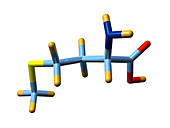 Methionine,molecular model