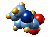 Proline,molecular model