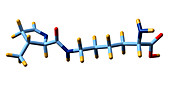 Pyrrolysine,molecular model
