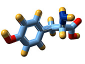 Tyrosine,molecular model