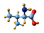 Valine,molecular model