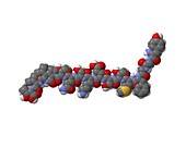 Alpha-endorphin molecule
