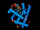 Myoglobin protein molecule
