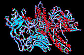 Botulinum toxin