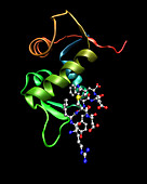 p53 tumour protein bound to Mdm2 protein