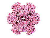 HPV L1 surface protein