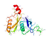 Human papillomavirus protein E7