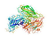 Human rhinovirus capsid proteins