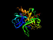 Thrombin protein,secondary structure
