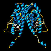 Oestrogen receptor,molecular model