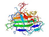 TGF beta,molecular model