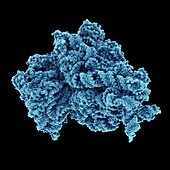 Bacterial ribosome,molecular model