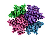 Transthyretin protein,molecular model