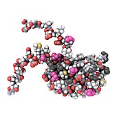 RNA-binding protein,molecular model
