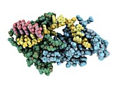 Protozoan RNA-binding protein complex