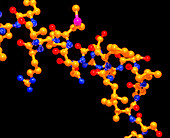 Somatotropin growth hormone molecule