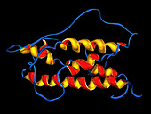 Human growth hormone,molecular model