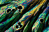 Light micrograph of paracetamol crystals