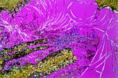 Heroin drug crystals,light micrograph
