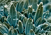 Coloured SEM of tungsten oxide crystals