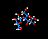 Molecular model of the sugar D-Lactose