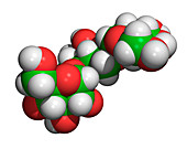 Amylopectin molecule
