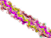 Synthetic peptide fibre,molecular model