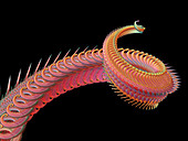 Dragon tail fractal