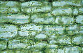 Cells in canadian pondweed leaf,Elodea