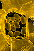 SEM of starch grains in raw potato cells