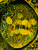 Metaphase of mitosis in pollen nucleus